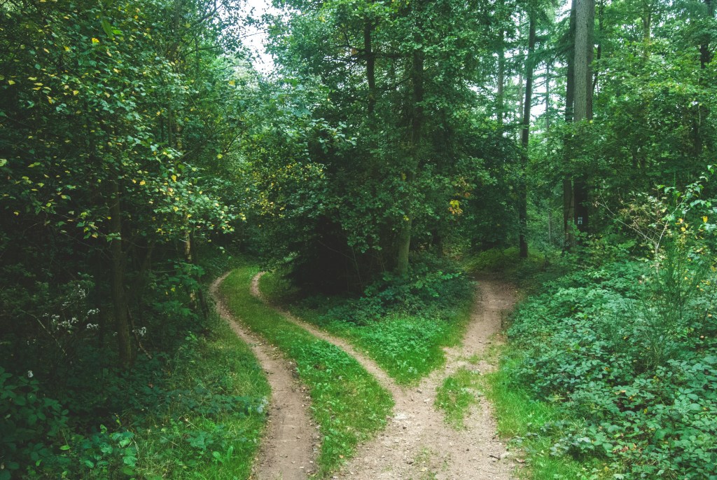 divergent paths